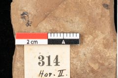 Foto (Detailansicht) von Pinus praelarix Ettingshausen (NHMW-GEO-2024-0188-0314)